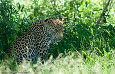 leopard (48 von 60).jpg
